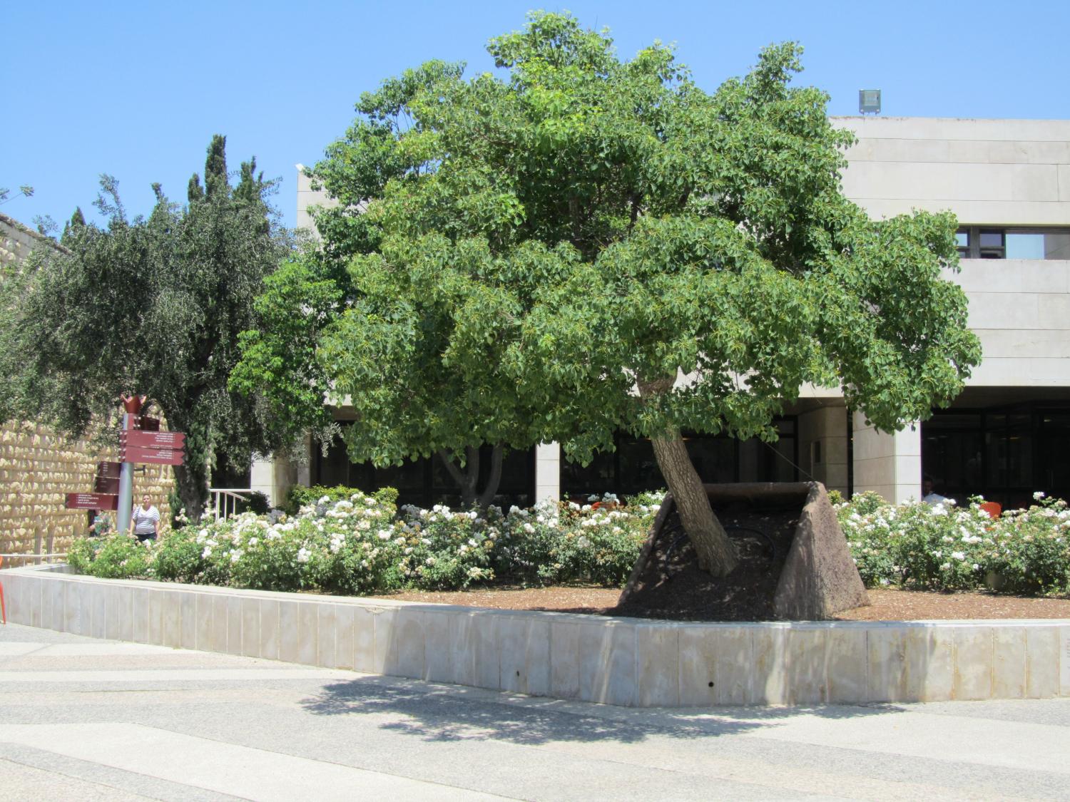  העץ הנטוי (אנדרטה למתקפת הטרור ב-31.7.2002)