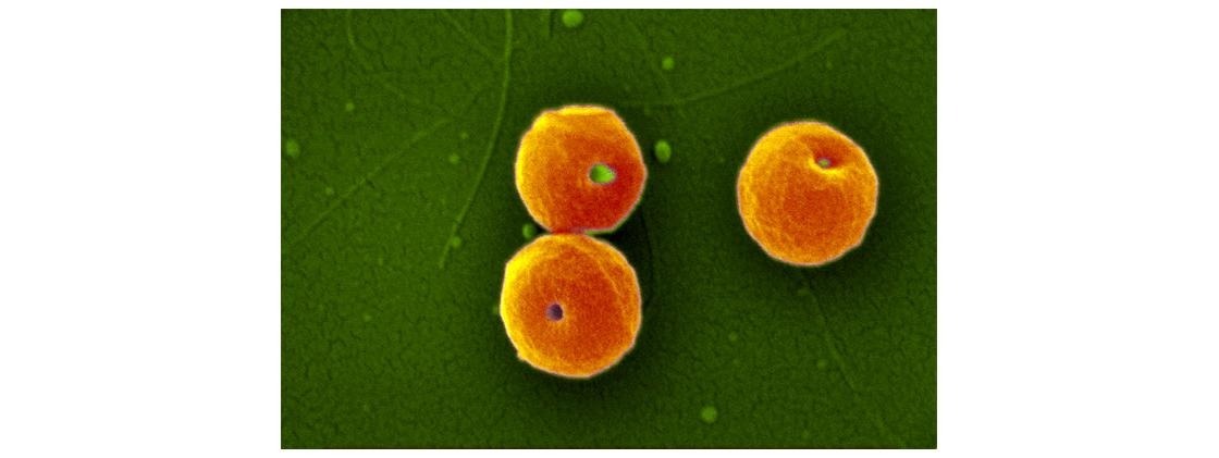 NanoArt 2018